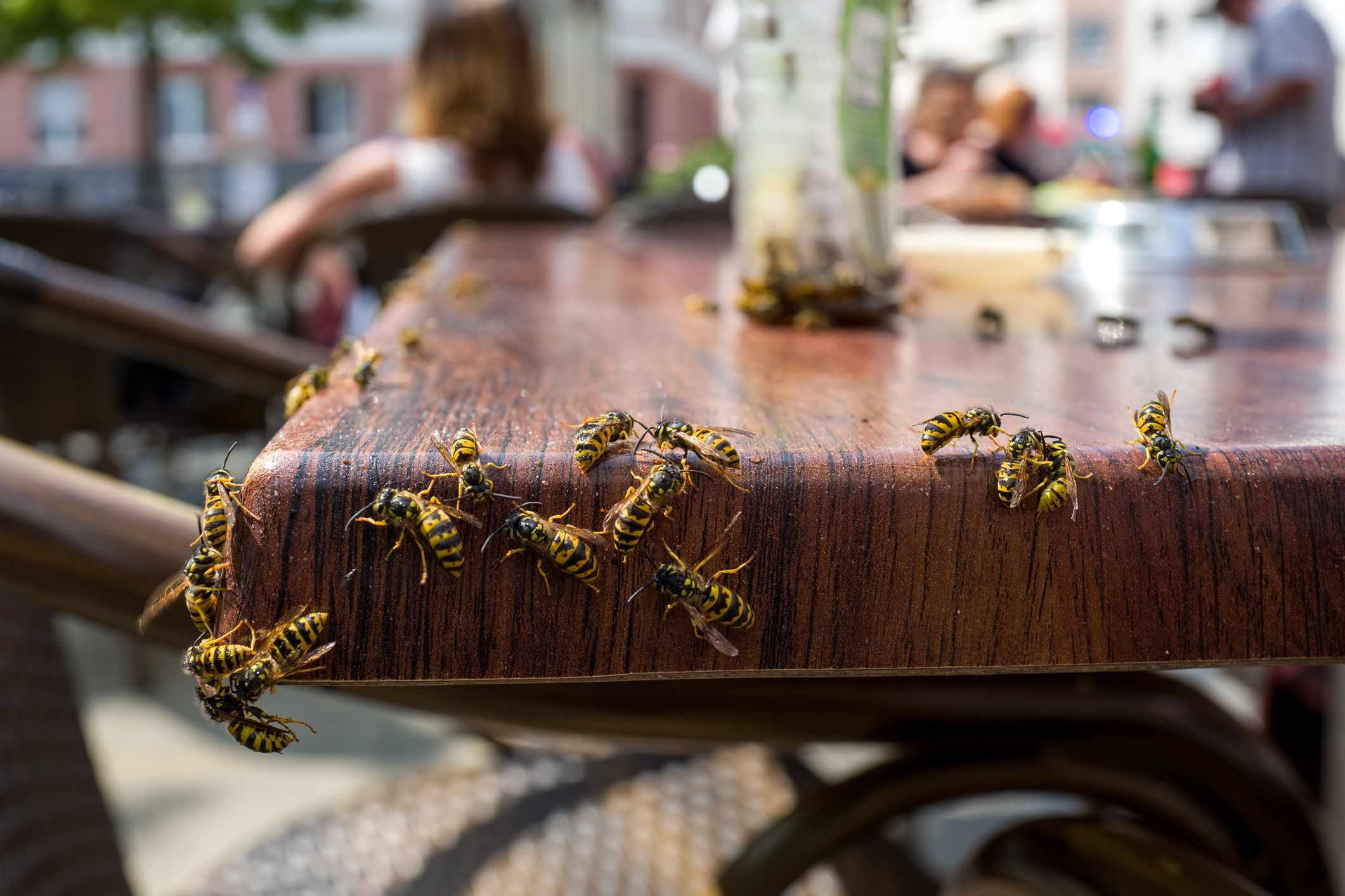 Several yellow jackets are crawling on a wooden table at an outdoor cafe.