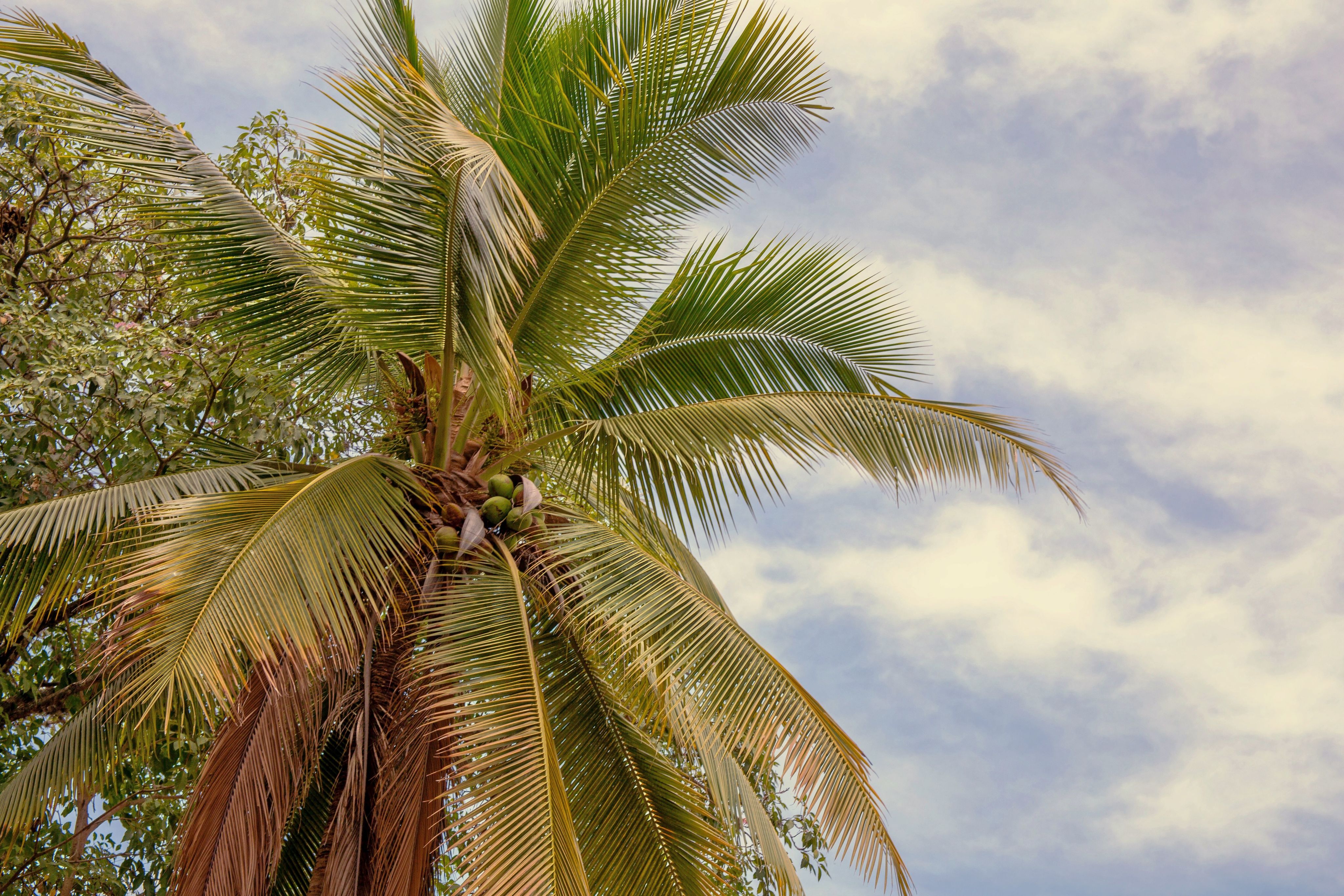 A palm tree with coconuts with a blue sky and white, wispy clouds in the background. 