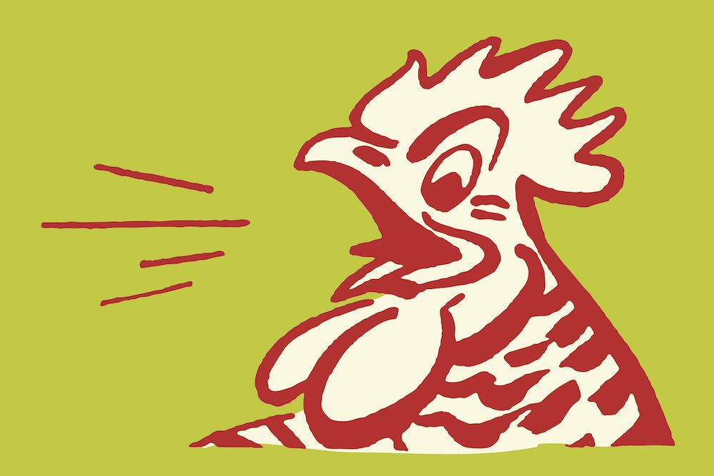 Illustration of a line drawing of a rooster crowing in red