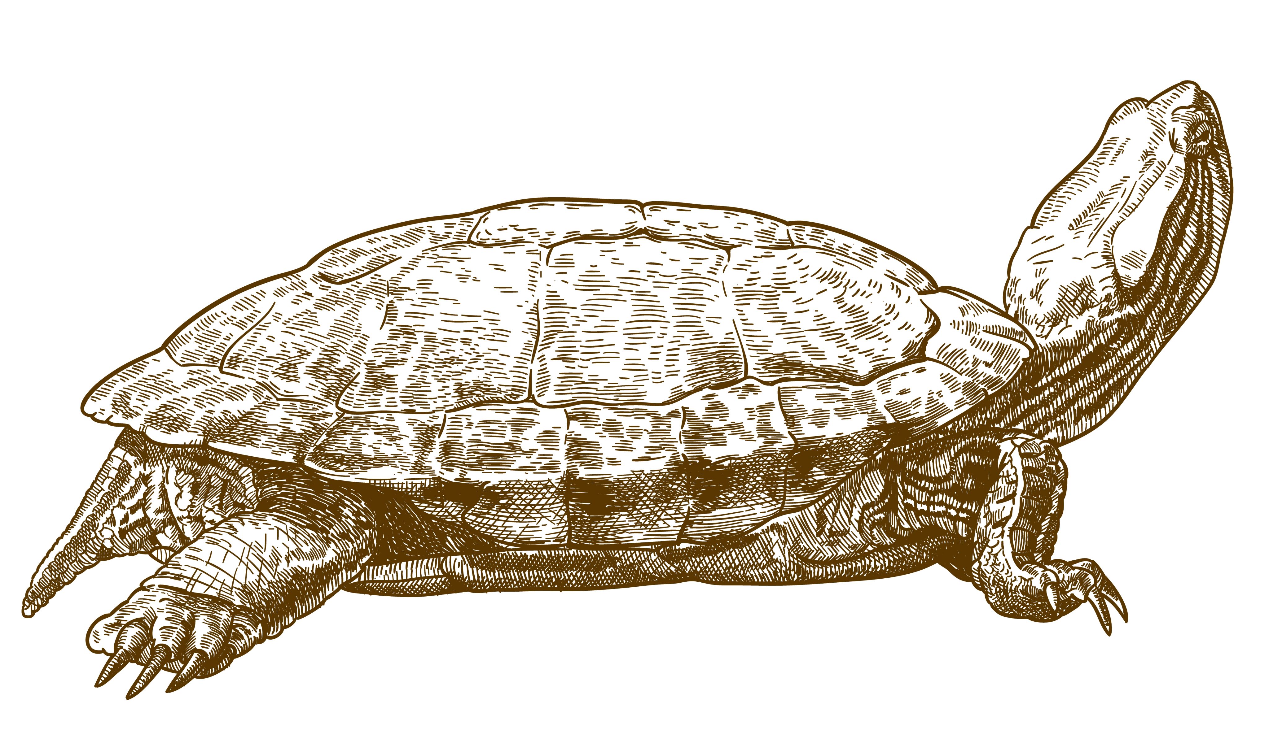 An illustration of a turtle in brown facing right