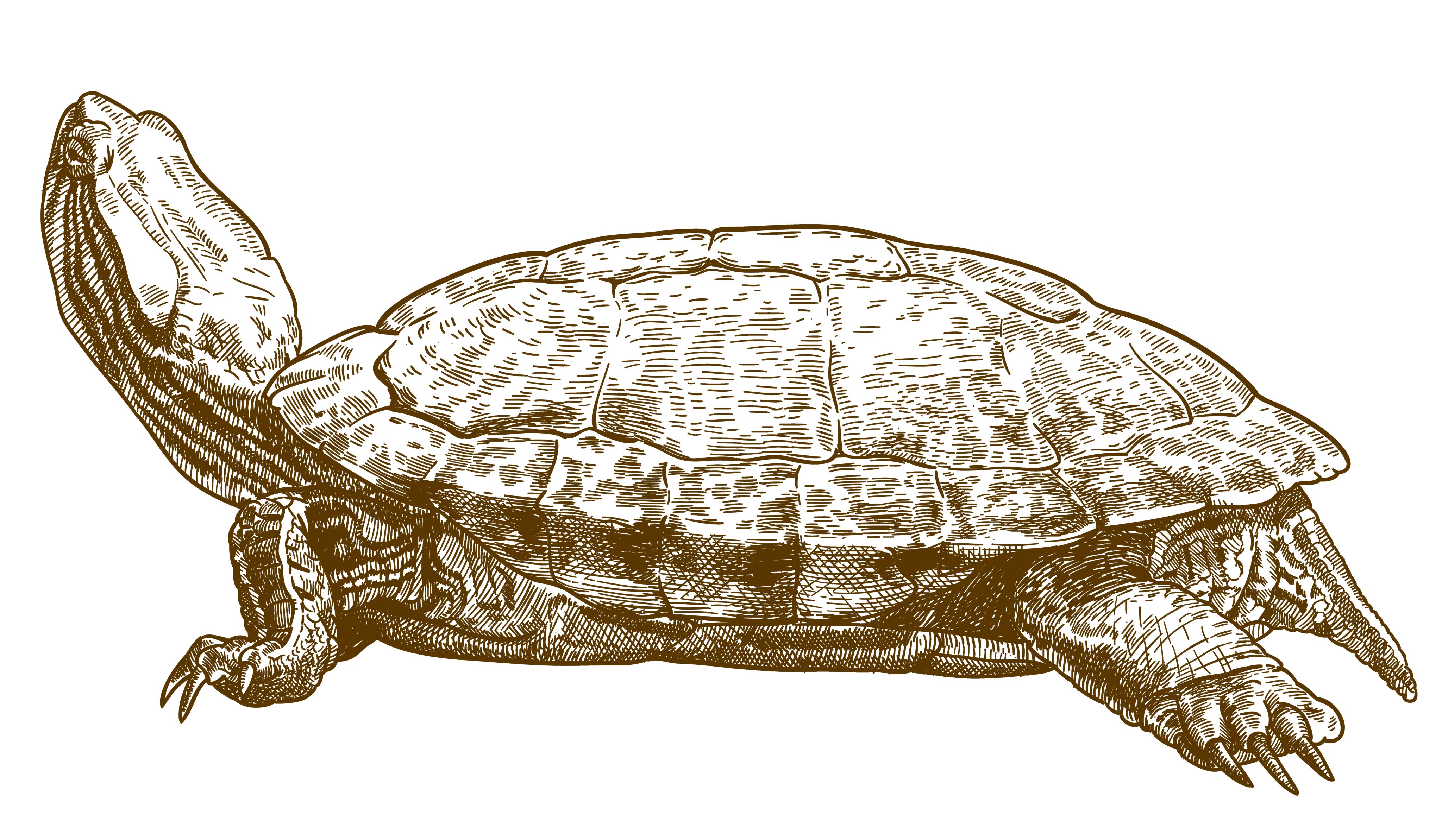 An illustration of a turtle in brown facing left