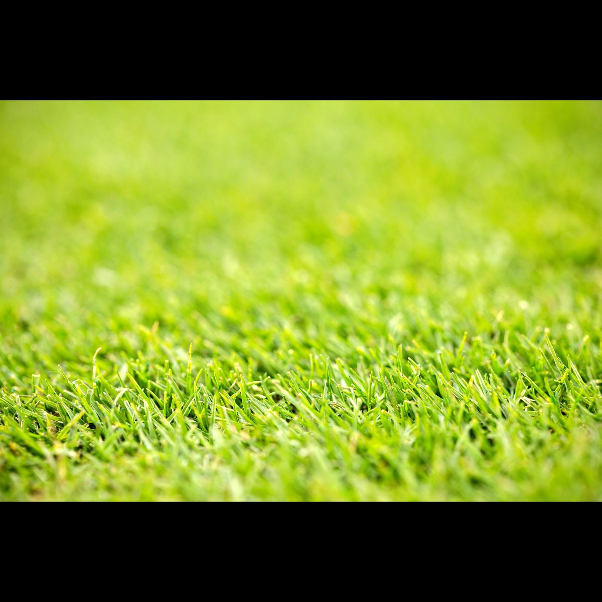 New ‘Tif3D’ turfgrass promises superior puttinggreen performance