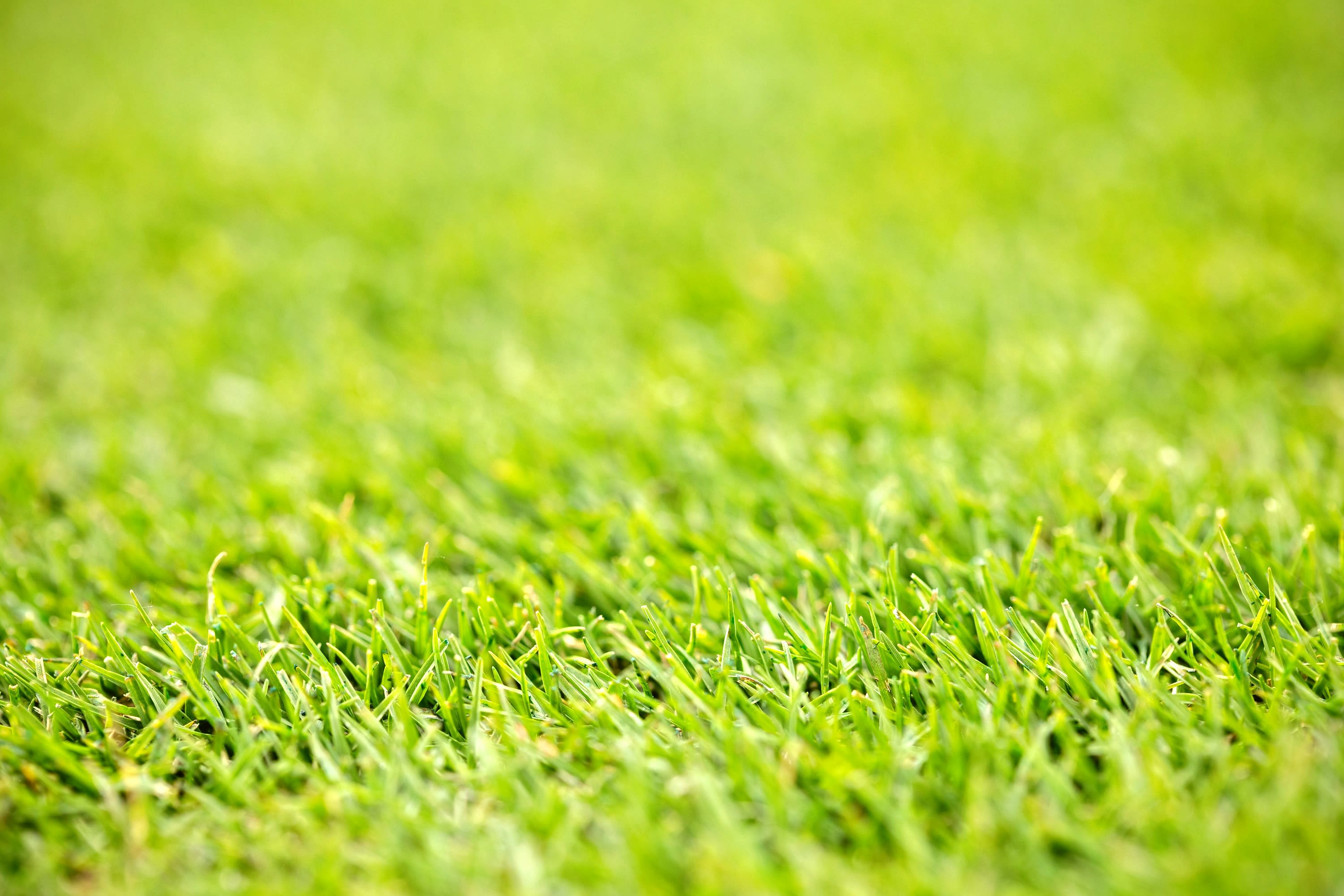 Close up of freshly cut, vibrant green turfgrass