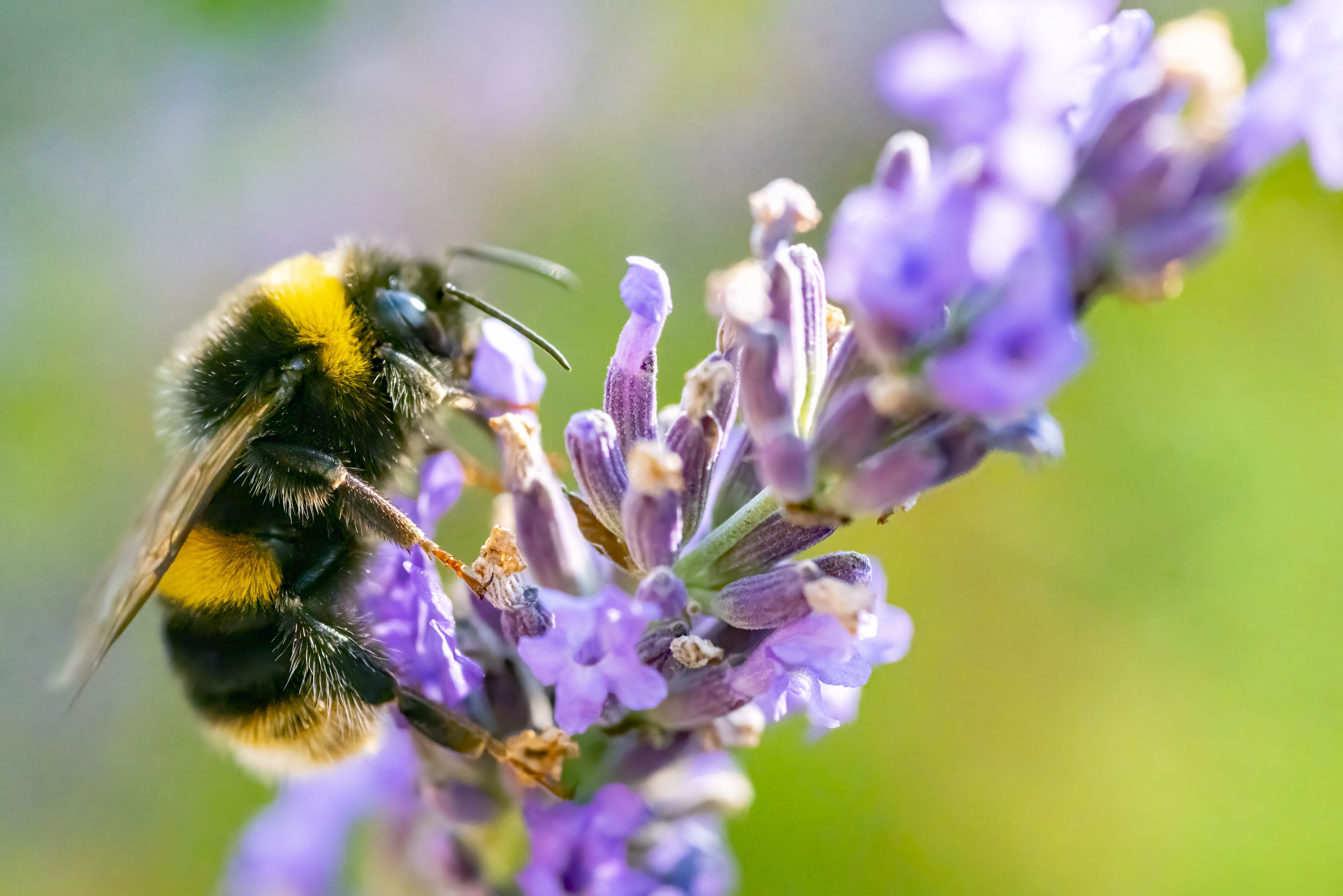 Bumble bee on lavender flower