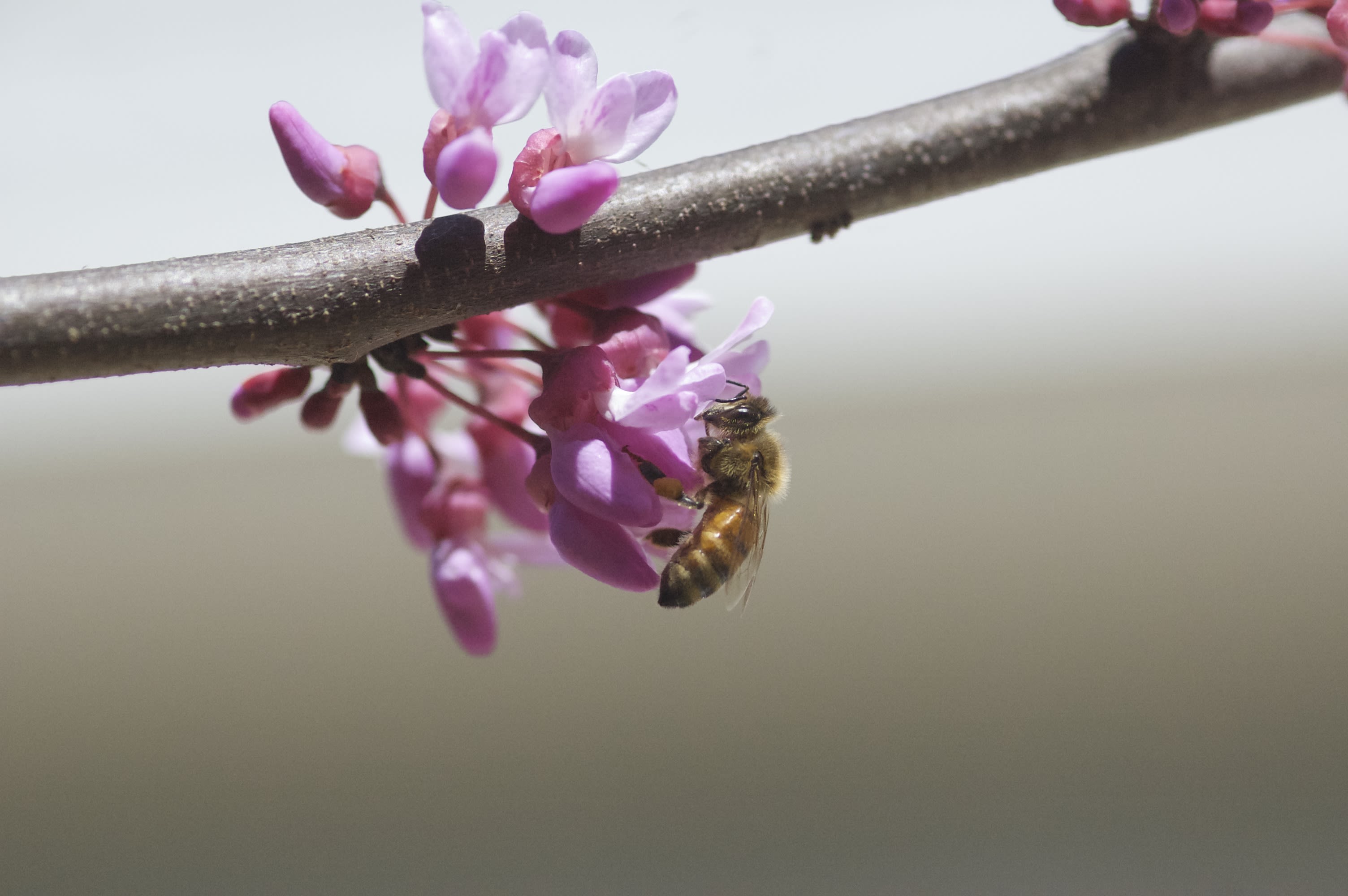 A bee gathers nectar from a redbud blossom.