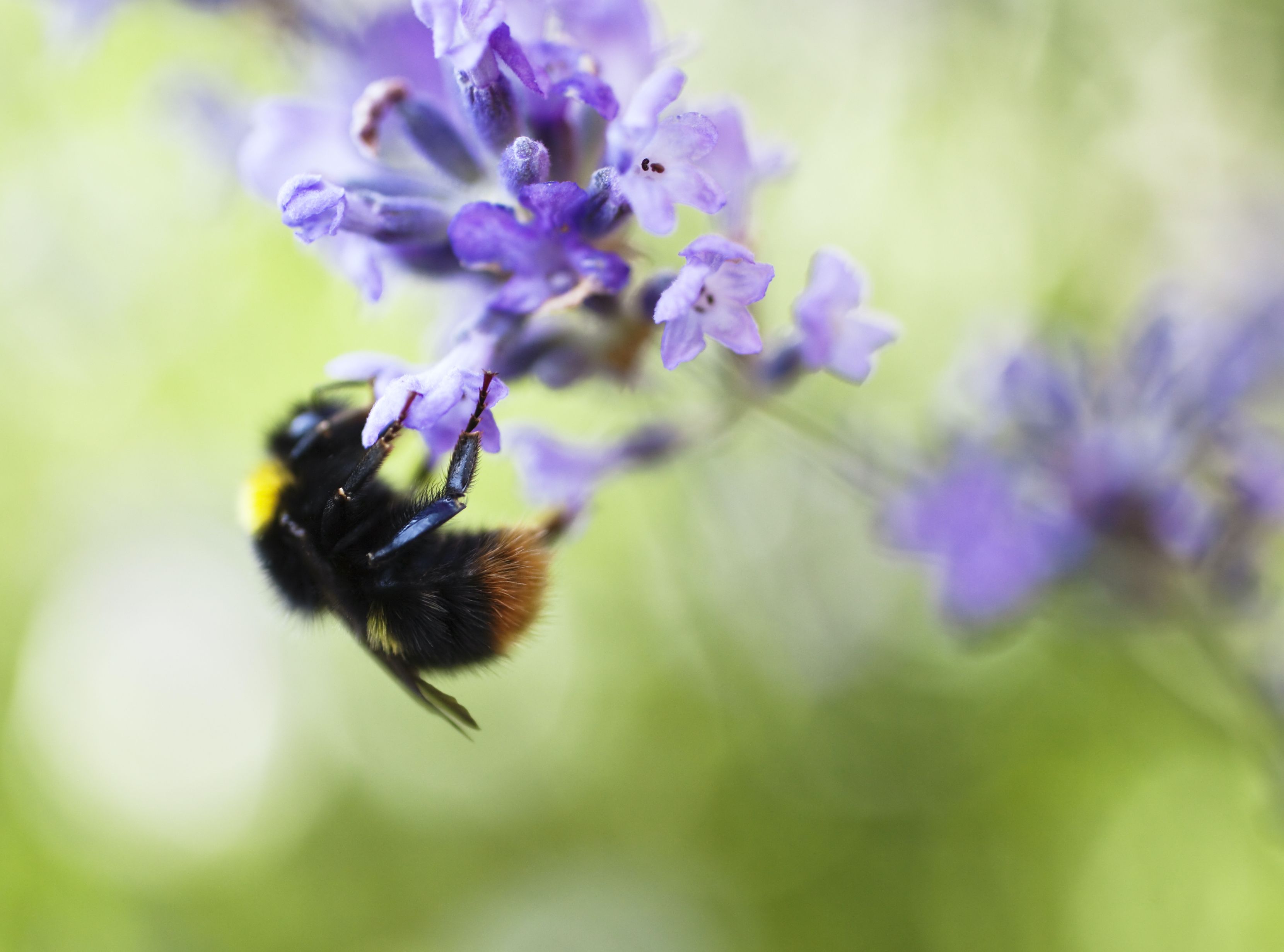 Bumble bee hangs upside down from lavender flower