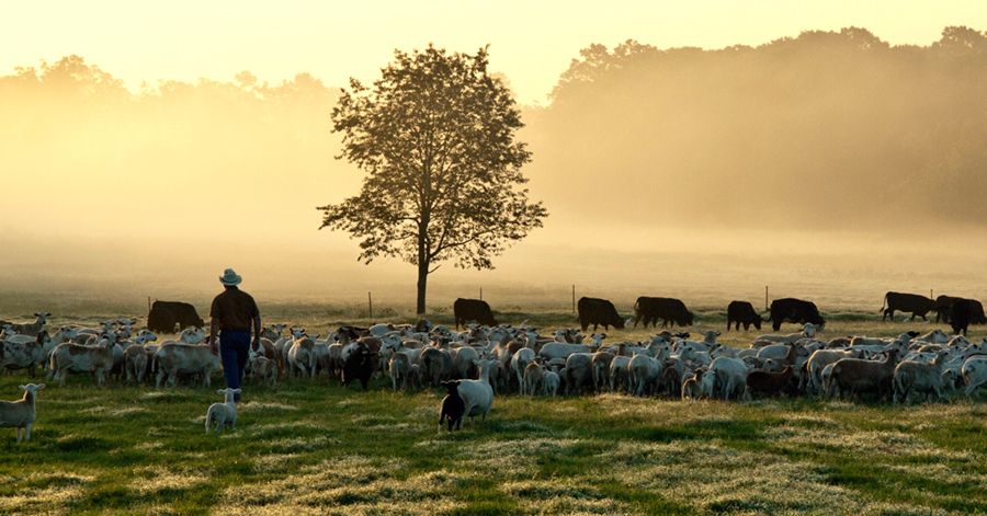 A person in a cowboy hat walks through a misty pasture where goats and cattle are grazing