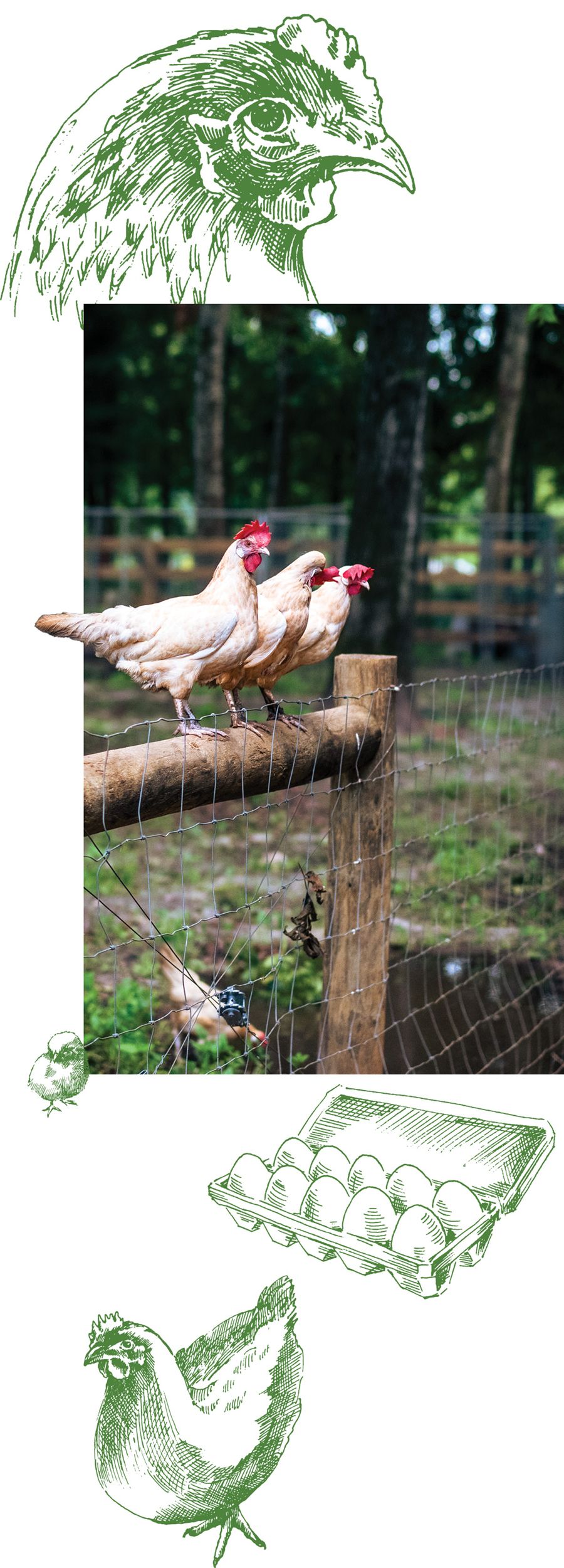 Three chickens roost on a wooden rail fence at White Oak Pastures in Bluffton, Georgia.