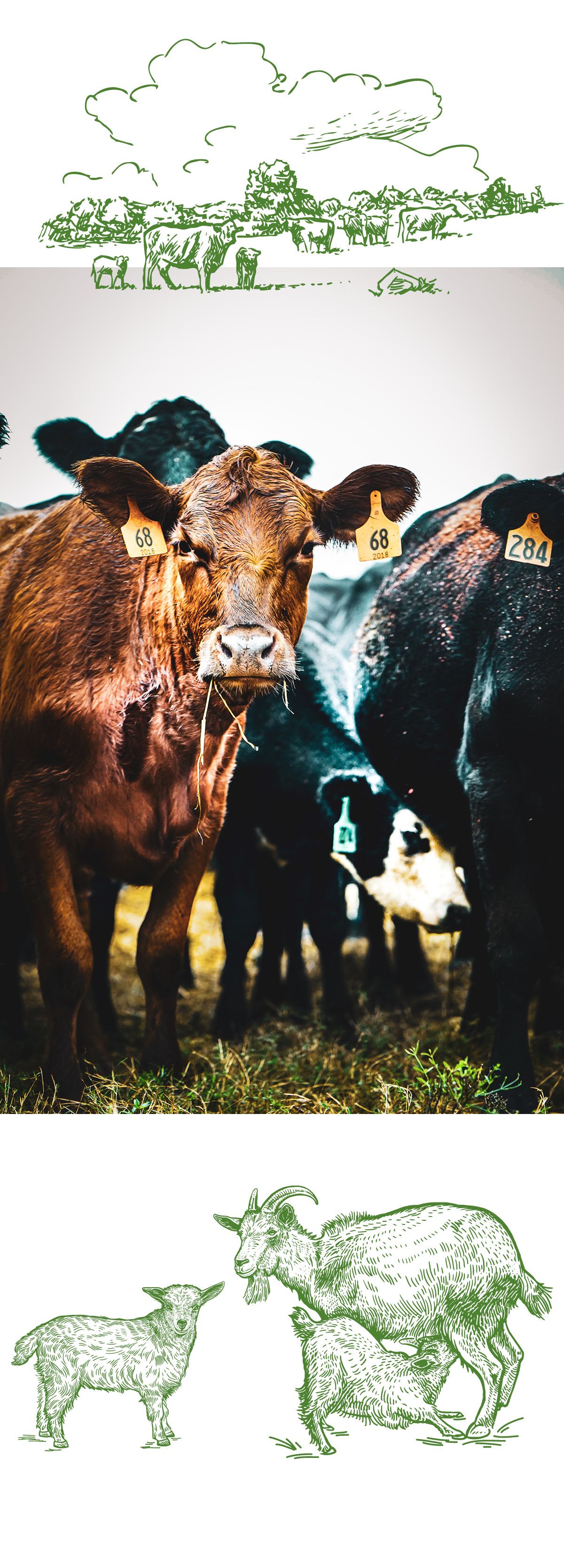 A group of cows standing, with one brown cow looking at the camera with bits of hay sticking out of the sides of its mouth.